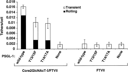 Fig. 7. Effect of coexpression of Core2GlcNAcT-I on tethering of cells expressing FTVII and PSGL-1 constructs to murine P-selectin. / The number of cells that tethered to murine P-selectin/IgM during the first 60 seconds was quantified and normalized by dividing by the number of cells delivered across the field of view in the focal plane of the substrate. The percentages of tethers that were transient or that were converted to rolling adhesion are also indicated. The P-selectin/IgM density was 31 sites/μm2. The wall shear stress was 0.5 dyn/cm2. The data represent the mean ± SEM of at least 4 independent experiments.