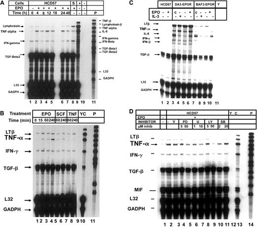 Fig. 1. EPO induces the expression of TNF-α in hematopoietic cell lines. / All panels represent RNAse protection analysis of total RNA isolated from the cell lines indicated. Arrows on left indicate the presence of protected fragments for lymphotoxin β (LTβ), TNF-α, interleukin-6 (IL-6), TGF-β2 (TGF-β), interferon gamma (IFN-γ), interferon-β (IFN-β), macrophage inhibitory factor-1 (MIF-1), and housekeeping genes L32 and glyceraldehyde phosphate dehydrogenase (GADPH). P indicates undigested probe. (A) HCD57 cells were deprived of EPO for 18 hours and then stimulated with nothing (lane 1) or EPO (lanes 2-7) for the times indicated. Mouse control RNA (lane 8) and yeast RNA (lane 9) were used as positive and negative controls for the RNAse protection, respectively. Lines on right of panel indicate location of undigested probe; arrows on left indicate protected fragments indicative of expression of factors and housekeeping genes. (B) HCD57 cells were deprived of EPO overnight and then stimulated with nothing (lane 1), EPO (lanes 2-4), SCF (lanes 5, 6), or TNF-α (lanes 7, 8) for the times indicated. C indicates positive control RNA; Y, yeast RNA. (C) HCD57 (lanes 1, 2), DA3-EPOR (lanes 3-6), or BAF3-EPOR (lanes 7-10) cells were cultured either continuously in EPO (c, lanes 3, 7) or in 10 ng/mL IL-3 overnight (lanes 4, 8), or deprived of EPO overnight and then stimulated with nothing (lanes 1, 5, 9) or EPO (lanes 2, 6, 10) for 4 hours. Y indicates yeast RNA (lane 11). (D) HCD57 cells were deprived of EPO for 18 hours and then pretreated with DMSO vehicle (lane 2), 5 and 50 μM PD98059 (lanes 4, 5), 1 or 10 μM U0126 (lanes 6, 7), 5 or 50 μM LY294002 (lanes 8, 9), or 2 and 20 μM SB203580 (lanes 10, 11) for 2 hours prior to addition of EPO for 4 hours (lanes 2-11). C indicates positive control RNA; Y, yeast RNA; P, undigested probe.