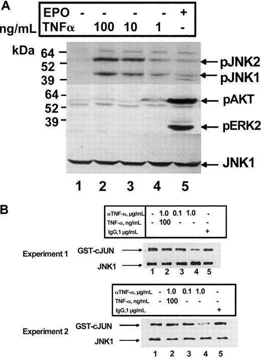 Fig. 4. TNF-α activates JNK in HCD57 cells. / (A) Western blot analysis of HCD57 cells deprived of EPO for 18 hours prior to treatment. Cells were treated with nothing (lane 1), 100, 10, or 1 ng/mL TNF-α (lanes 2-4), or EPO (1 U/mL) (lane 5), and whole cell lysates were probed for anti–phospho-JNK1/2 (top panel), anti–phospho AKT and anti–phospho ERK1/2 (middle panel), and anti-JNK1 (bottom panel). (B) In vitro kinase assay of JNK1 immunoprecipitates using glutathione-S–transferase (GST)–cJun as a substrate from HCD57 cells treated with EPO in either the absence (lane 1) or presence of 0.1 or 1.0 μg/mL anti–TNF-α antibody (lanes 3, 4), 1.0 μg/mL anti–TNF-α antibody plus 100 ng TNF-α (lane 2), or goat IgG control (lane 5). Shown are 2 separate experiments to indicate reproducibility of the result. Phosphorylated GST-cJun (top panel) and total JNK1 (bottom panel) are indicated.