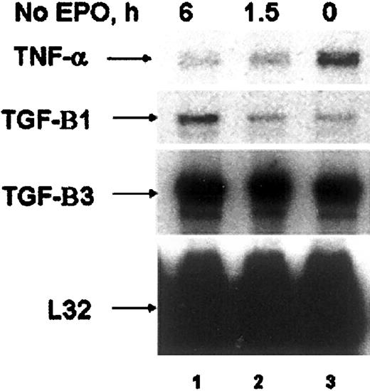 Fig. 5. TNF-α is expressed in primary human colony-forming cells. / RNAse protection analysis of human CFU-E cultured in the presence of EPO (lane 3) or deprived of EPO for 1.5 and 6 hours (lanes 1, 2). Cytokines expressed are indicated by arrows.