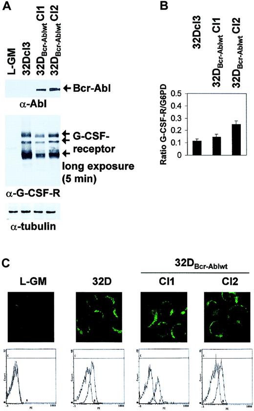 Fig. 2. Effect of Bcr-Abl expression on G-CSF receptor expression in 32DBcr-Ablwt cells. / Expression of Bcr-Abl does not diminish G-CSF receptor expression in 32DBcr-Ablwt cells. The 32Dcl3 or 32DBcr-Ablwt cells grown in the presence of IL-3 were subjected to Western blot (A), real-time PCR (B), confocal microscopy (C, top row), or FACS analysis (C, bottom row) as described in “Materials and methods.” The myeloid, G-CSFR–deficient cell line L-GM was used as a negative control where indicated. Equal expression of G-CSFR in the presence or absence of Bcr-Abl expression was seen in 2 independent subclones of 32DBcr-Ablwt.