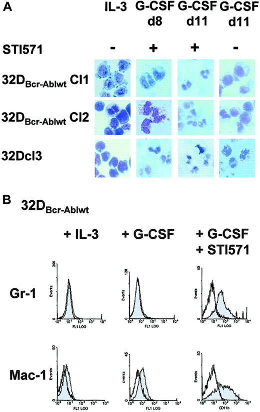 Fig. 4. Effect of imatinib mesylate on G-CSF–induced granulocytic differentiation of 32DBcr-Ablwt cells. / Imatinib mesylate restores G-CSF–induced granulocytic differentiation of 32DBcr-Ablwt cells. (A) 32Dcl3 cells and 2 individual clones of 32DBcr-Ablwt cells were grown in media containing G-CSF. Imatinib mesylate was added at a concentration of 1 μM as indicated. Morphological differentiation of cytospun cells was determined at days 8 and 11 by May-Gruenwald-Giemsa staining (original magnification, × 400). Cells grown in the presence of IL-3 are shown as a control. (B) Expression of Gr-1 and Mac-1 on 32Dcl3 cells and 32DBcr-Ablwt cells upon G-CSF stimulation. Addition of 1 μM imatinib mesylate to the media sufficiently restored up-regulation of both myeloid surface markers.