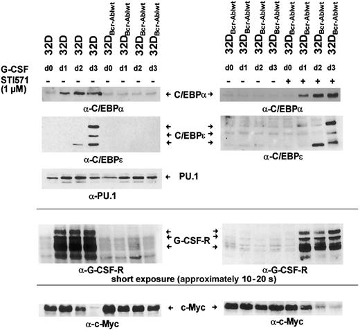Fig. 5. Effect of Bcr-Abl on G-CSF–induced regulation of C/EBPα, C/EBPε, c-Myc, and PU.1. / Bcr-Abl disturbs G-CSF–induced regulation of C/EBPα, C/EBPε, and c-Myc, but not PU.1. The 32Dcl3 cells and a representative clone of 32DBcr-Ablwt cells were grown in the presence of rhG-CSF (left panel). Lysates of the individual cell types were obtained at day 0 (prior to G-CSF stimulation grown in IL-3) to day 3 and subjected to Western blot analysis by means of rabbit polyclonal antibodies to C/EBPα, C/EBPε, PU.1, G-CSFR, and c-Myc. In addition, aliquots of 32DBcr-Ablwt cells were grown in the presence of rhG-CSF and 1 μM imatinib mesylate (right panel). Lysates were obtained at day 0 (prior to G-CSF stimulation) to day 3; subjected to Western blot analysis by means of rabbit polyclonal antibodies to C/EBPα, C/EBPε, G-CSFR, and c-Myc; and compared with lysates of G-CSF–treated 32DBcr-Ablwt cells grown in the absence of imatinib mesylate. Importantly, lysates of left and right panels are matched; that is, they are from the same subclone and experiments were done at the same time.