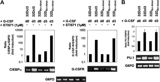 Fig. 6. Effect of Bcr-Abl on C/EBPα and G-CSFR mRNA expression. / Bcr-Abl reversibly blocks induction of C/EBPα and G-CSFR mRNA expression. (A-B) Expression of C/EBPα, G-CSFR, and PU.1 mRNA in 32Dcl3 and 32DBcr-Ablwt cells prior to and at day 3 after G-CSF stimulation as assessed by real-time PCR and semiquantitative RT-PCR. Real-time PCR (results shown in graphs) was performed as described in “Materials and methods.” The mRNA expression of C/EBPα, G-CSFR, and PU.1 mRNA was normalized to levels of G6PD mRNA. Induction of mRNA expression is shown as fold induction relative to unstimulated 32Dcl3 cells. Data from 1 of 2 independent experiments are shown. For semiquantitative RT-PCR (results shown in blots), real-time PCR reactions were stopped at appropriate time points (C/EBPα, 24 cycles; G-CSFR, 26 cycles; PU.1, 24 cycles; G6PD, 24 cycles). Aliquots were loaded onto agarose gels for further analyses. G6PD is shown as a control.