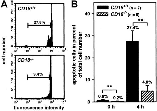 Fig. 2. A delay of apoptosis in blood PMNs ofCD18−/− mice. / Flow cytometric analysis of DNA content measured in propidium iodide–stained PMNs isolated from the circulation ofCD18+/+ (n = 7) orCD18−/− mice (n = 5). (A) Representative recording of the fluorescence histograms obtained from isolated blood PMNs aged for 4 hours in culture without further stimulation. Numbers indicate apoptotic PMNs in percent of total cell number. (B) Mean values obtained after 0 hours and 4 hours of culture. Data represent means ± SDs; **P < .005.