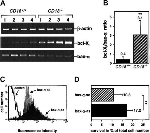 Fig. 8. Decreased bax-α expression caused the delay of PMN apoptosis. / (A) Differential expression of bcl-Xl and bax-α in 4 different PMN samples (1-4) freshly isolated from the circulation ofCD18+/+ mice orCD18−/−, respectively, as measured by semiquantitative RT-PCR. (B) Alteration of the bcl-Xl/bax-α ratio on apoptosis as calculated from the mean optical density of the PCR products obtained from PMNs of 7 animals of each group. Numbers indicate the mean ratios ± SDs; **P < .005. (C) Flow cytometric analysis of the down-regulation of Bax-α in the presence of antisense oligonucleotides (bax-α-as) when compared with the effect of scrambled oligonucleotides (bax-α-sc). (D) Survival of wild-type PMNs in the presence of bax-α antisense (bax-α-as) or scrambled (bax-α-sc) oligonucleotides. Data represent means ± SDs; **P < .005; n = 10.