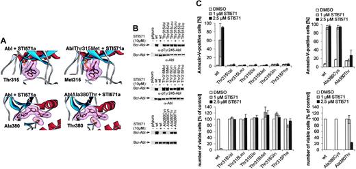 Fig. 1. Effect of amino acid substitutions at positions 315 and 380 on inhibition of Bcr-Abl by imatinib mesylate. / (A) Stick representations of imatinib mesylate in complex with Abl or mutants of Abl at position 315 to methionine and 380 to threonine. Mutants were introduced into the Abl structure by means of Swiss Prot Structure Viewer software and are based on previously published coordinates of the Abl/imatinib mesylate analog complex.8(B) Cos7 cells were transfected with either pApuro, Bcr-Ablwt, or the indicated mutants of Bcr-Abl at positions 315 and 380. Cells were either left untreated or incubated with 10 μM imatinib mesylate at 4 hours prior to lysis. Phosphorylation of Bcr-Abl was assessed by means of anti–phospho-Abl antibodies. Expression of Bcr-Abl was controlled by means of anti-Abl antibody. (C) Survival and proliferation of 32D cells expressing Bcr-Ablwt or the various mutants of Bcr-Abl at positions 315 and 380. First, 5 × 104 cells were seeded per 6 wells and treated with DMSO, 1 or 2.5 μM imatinib mesylate. Survival and proliferation were determined 48 hours later as described in “Materials and methods.” Data are shown as means ± SD.