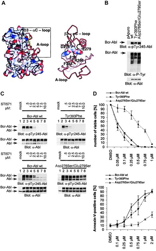 Fig. 2. Genetic characterization of a possible role of Phe382 (F382) as a functional gatekeeper controlling imatinib mesylate binding. / (A) Schematic representation of the interaction between the A-loop and the β3-αC-loop mediated by H-bonds between Arg386 (R386) and Asp276/Glu279 (D276/E279). (B) Cos7 cells were transfected with 1 μg pApuro, Bcr-Ablwt, Bcr-AblTyr393Phe, or Bcr-AblAsp276Ser/Glu279Ser. Activity of the various Bcr-Abl mutants was assessed by means of phospho-Abl and phosphotyrosine antibodies. (C) Phospho-Abl and Abl immunoblots of lysates from Cos7 cells transfected with either pApuro, Bcr-Ablwt, Bcr-AblTyr393Phe, or Bcr-AblAsp276Ser/Glu279Ser. Cells were either left untreated or incubated with the indicated concentrations of imatinib mesylate. (D) Proliferation (top panel) and survival (bottom panel) of 32D cells expressing either Bcr-Ablwt, Bcr-AblTyr393Phe, or Bcr-AblAsp276Ser/Glu279Ser grown in the presence of the indicated concentrations of imatinib mesylate. Data are shown as means ± SD.