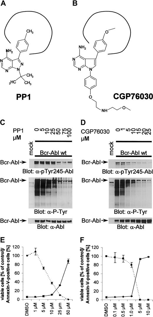 Fig. 3. PP1 and CGP76030 inhibition of Bcr-Abl. / PP1 and CGP76030 inhibit Bcr-Abl in a concentration-dependent manner to induce apoptosis in 32DBcr-Ablwt cells. (A-B) Structural formula of the kinase inhibitors CGP76030 and PP1. (C-D) Cos7 cells were transfected with either pApuro or Bcr-Ablwt. Cells were either left untreated or incubated with the indicated concentrations of CGP76030 and PP1 4 hours prior to lysis. Phosphorylation of Bcr-Abl and cellular proteins was assessed with the use of anti–phospho-Abl or antiphosphotyrosine antibodies. Expression of Bcr-Abl was controlled by means of anti-Abl antibody. (E-F) Survival (solid line) and proliferation (dashed line) of 32DBcr-Ablwt cells in the presence of the indicated concentrations of PP1 (panel E) or CGP76030 (panel F).