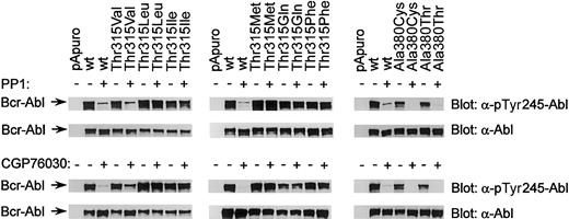 Fig. 5. Binding mode of the dual-specific Src/Abl kinase inhibitors PP1 and CGP76030. / Phospho-Abl and Abl immunoblots of lysates from Cos7 cells transfected with pApuro, Bcr-Ablwt, or the indicated mutants of Bcr-Abl at positions 315 and 380. Cells were either left untreated or incubated with 25 μM CGP76030 or 100 μM PP1.