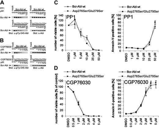 Fig. 6. Effect of the A-loop conformation on inhibition of Abl by PP1 and CGP76030. / The conformation of the A-loop does not influence inhibition of Abl by PP1 and CGP76030. (A-B) Phospho-Abl and Abl immunoblots of lysates from Cos7 cells transfected with pApuro, Bcr-Ablwt, Bcr-AblTyr393Phe, or Bcr-AblAsp276Ser/Glu279Ser. Cells were either left untreated or incubated with the indicated concentrations of PP1 (panel A) or CGP76030 (panel B). (C-D) Proliferation (left panels) and survival (right panels) of 32DBcr-Ablwt or 32DBcr-AblAsp276Ser/Glu279Ser cells grown in the presence of the indicated concentrations of PP1 (panel C) or CGP76030 (panel D).