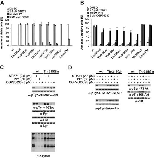 Fig. 7. Incomplete biologic resistance of 32DBcr-Abl cells expressing mutants resistant to CGP76030 and PP1. / Incomplete biologic resistance of 32DBcr-Abl cells expressing mutants resistant to CGP76030 and PP1 correlates with inhibition of Src kinases and Akt. (A-B) Proliferation (panel A) and survival (panel B) of 32D cells expressing Bcr-Ablwt or the various mutants of Bcr-Abl at positions 315 and 380 in response to imatinib mesylate, PP1, or CGP76030. First, 5 × 104 cells were seeded per 6 wells and treated with DMSO, 2.5 μM imatinib mesylate, 50 μM PP1, and 5 μM CGP76030. Survival and proliferation were determined 48 hours later by FACS analysis and trypan blue exclusion. (C-D) Phospho-Abl, phospho-Src, panphosphotyrosine, phospho-STAT5, phospho-Jnk, and phospho-Akt Western blots of 32DBcr-Ablwtor 32DBcr-AblThr315Gln cells treated with the indicated concentrations of imatinib mesylate, PP1, and CGP76030 1.5 hours prior to lysis. Equal expression of the various signaling molecules in the presence of the various inhibitors was assessed with the use of rabbit polyclonal antibodies to Abl, Src, Fyn, Lyn, STAT5, Jnk, and Akt.