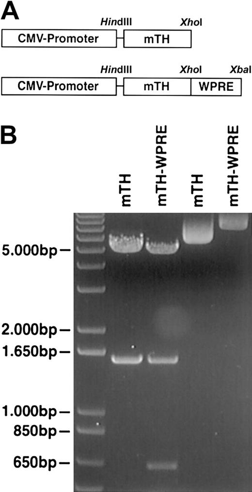 Fig. 1. Design and characterization of WPRE-enhanced DNA vaccine. / (A) The scheme indicates the composition of the DNA vaccine. The tumor-associated antigen mTH is inserted within the restriction sitesHindIII (5′-end) and XhoI (3′-end) at the multiple cloning site of the pcDNA3.1 vector (Invitrogen, Carlsbad, CA) under the control of the cytomegalovirus (CMV) promoter. The WPRE sequence is inserted after the stop codon within the restriction sites XhoI (5′-end) and XbaI (3′-end). (B) Integrity of genes was demonstrated by restriction enzyme digestion (lanes 1 and 2) with undigested controls shown in lanes 3 and 4 and further verified by nucleotide sequencing. The gel depicts a 1497-bp fragment of mTH and a 641-bp fragment of the WPRE sequence.