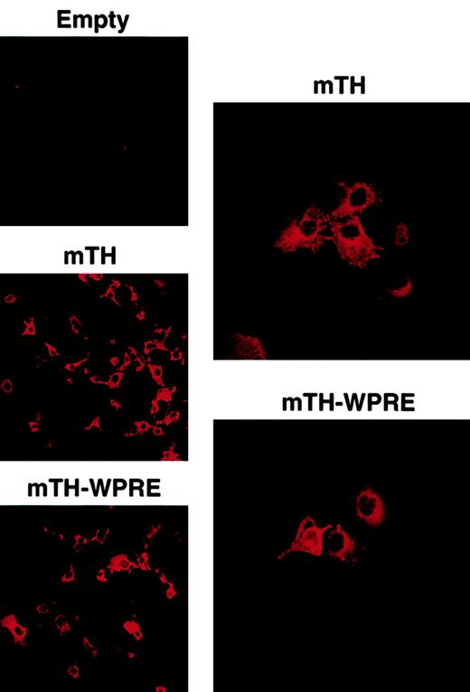 Fig. 2. Expression of mTH and mTH-WPRE in COS-7 cells. / Cytoplasmic perinuclear expression of mTH is indicated by immunofluorescence in COS-7 cells in the absence and presence of WPRE following transduction with the plasmid vector DNA or the empty vector (empty). Original magnifications, left column, × 20; right column, × 40.