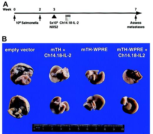 Fig. 3. Complete protection from hepatic neuroblastoma metastases induced by an mTH-based DNA vaccine with posttranscriptionally enhanced gene expression by WPRE and boosts with ch14.18–IL-2. / (A) Mice were immunized twice by oral gavage at 2-week intervals with 108 attenuated salmonella that contained either the empty vector, pcDNA3.1; pcDNA3.1 plus mTH; or pcDNA3.1 plus mTH-WPRE. All animals were injected intravenously with a lethal challenge of 5 × 105 NXS2 wild-type tumor cells 1 week after the second immunization and boosted 2 days thereafter with 10 μg ch14.18–IL-2 for 4 consecutive days. (B) Mice were killed 4 weeks after tumor cell challenge, and hepatic metastases were assessed by liver weight in milligrams and counting of individual metastatic foci. Ruler below images is marked in centimeters.