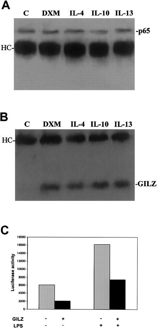 Fig. 10. DXM, IL-10, or Th2 cytokine treatment of THP-1 cells induces the association of GILZ with p65. / (A-B) THP-1 cells were cultured for 4 hours alone or with DXM, IL-4, IL-10, or IL-13. Cellular protein was immunoprecipitated with anti-p65 antiserum. Immunoblotting was performed with anti-p65 (A) or anti-GILZ (B) antibody. HC: heavy chain of the antibody used in the assay. (C) THP-1 cells were transfected either with the pcDNA3 control vector alone or with the NFkB-luciferase vector, with or without the GILZ gene–encoding vector. Luciferase activity was determined 4 hours after stimulation with LPS. Results are from 1 experiment typical of 3. Luciferase activity for cells transfected with pcDNA3 alone was < 10 units.