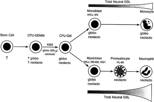 Fig. 8. Model of neutral GSL expression in human myelomonocytic differentiation. / Globo and neolacto GSLs are expressed by CFU-GMs, early myeloblasts, and monoblasts. During granulocytic maturation, globo GSL synthesis ceases, accompanied by a marked increase in total neutral GSL content. In contrast, globo and neolacto GSLs are expressed by early and late monocytes, with no apparent increase in total neutral GSL content with increasing monocytic differentiation. Adapted with permission fromBiochemistry.27 Copyright 1985, American Chemical Society.