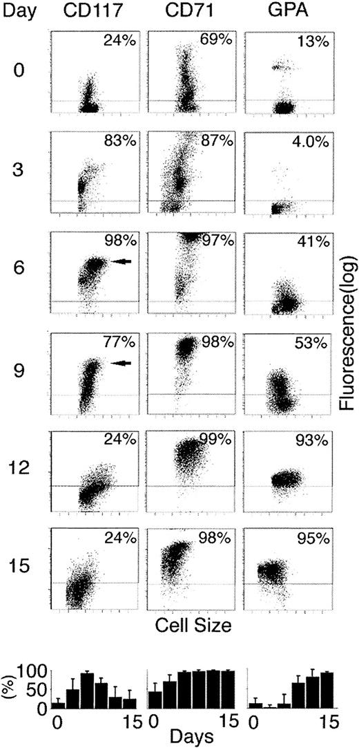 Fig. 2. Expression of SCF receptor (CD117), transferrin receptor (CD71), and GPA during the 14-day culture period. / On every third day in erythroid culture (indicated at left), cells were sampled and stained with fluorescent-labeled antibodies and analyzed by flow cytometry. Each panel shows distribution of antibody binding (fluorescence; y-axis) versus the forward scatter (cell size; x-axis). The horizontal lines demonstrate the upper level of cellular autofluorescence plus the signals from isotypic control antibodies. The percentage of cells with fluorescence above the isotypic controls is shown in the upper right corner of each panel. Arrows show populations with high-level CD117 expression on days 6 and 9. Bottom panels show mean percentages of positive cells with SE bars from separate experiments performed on the cells of 3 donors.