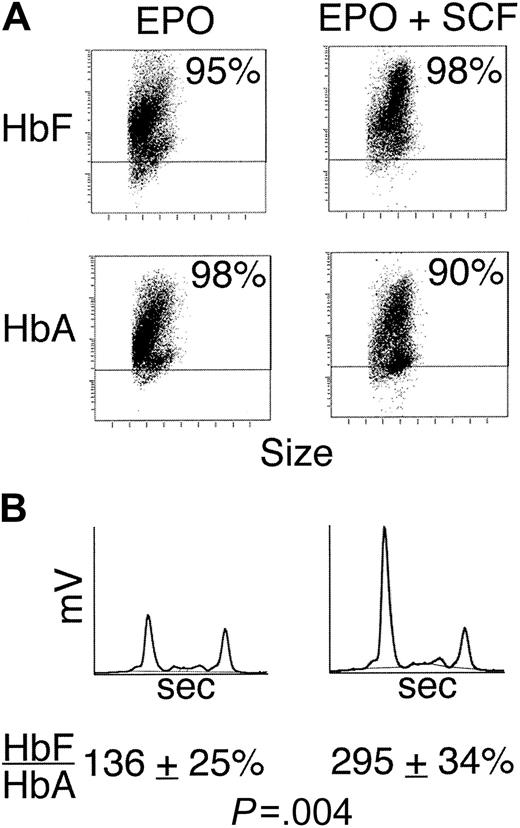 Fig. 5. SCF-mediated modulation of HbF in cord blood–derived erythroblasts. / The cells were grown for 14 days in EPO with or without SCF added on days 7 to 14 using identical culture conditions as those for the adult cells. (A) Hemoglobin distribution from flow cytometric analyses of HbF and HbA after staining with fluorescent antibodies (y-axis) versus cell size (x-axis) is shown for each culture condition. A negative fluorescence level (below horizontal bar) was determined using isotypic control antibodies. The percentage of positive cells is shown on the upper right corner of each panel. (B) Representative HPLC profiles from cells cultured in EPO alone (left) versus EPO plus SCF are shown for comparison. The HbF/HbA ratios from 3 separate donors are shown next to each HPLC profile (mean ratios ± SDs;P = .004).