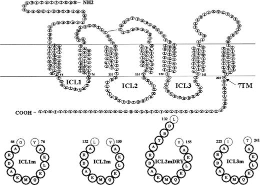 Fig. 1. Schematic representation of CXCR4 receptor and mutants. / The 7 transmembrane domain structure is depicted. The truncated CXCR4.7TM mutant was generated by introducing a stop codon after the residue 308. The intracellular loops of CXCR4 subjected to mutagenesis are represented in bold. CXCR4.ICL1m, CXCR4.ICL2m, CXCR4.ICL2mDRY, and CXCR4.ICL3m were constructed by substituting the native loop sequences at the positions indicated with a modified ICL1 loop unable to transduce a signal.