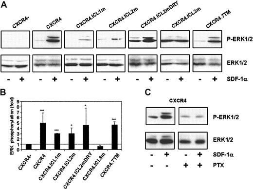 Fig. 6. SDF-1–mediated ERK activation of HEK/CD4.403 cells expressing wild-type and mutated CXCR4 molecules. / (A) Serum-starved transfected cells were stimulated for 2 minutes with SDF-1 at 125 nM and lysed as described in “Materials and methods.” Protein samples were run on an SDS-polyacrylamide gel and Western blotted with an antiphosphoERK1/2 antibody. Protein loading was controlled by using a total anti–ERK1/2 antibody. (B) Densitometric analysis of phosphorylated ERK expression. Data are presented as fold increases of ERK phosphorylation, in which the amount of ERK phosphorylation in cells that do not express CXCR4 is assigned a value of 1.0 after SDF-1 activation. All the relative intensities were calculated by normalizing the intensity of phosphorylated ERK protein to its ERK protein loading control. Results shown are from 2 to 5 independent experiments; error bars reflect SDs. Statistical analysis was performed as described in “Materials and methods” (*P < .05, **P < .01, ***P < .001). (C) ERK phosphorylation induced by SDF-1 in HEK/CD4.403/CXCR4 cells in the presence or absence of PTX.