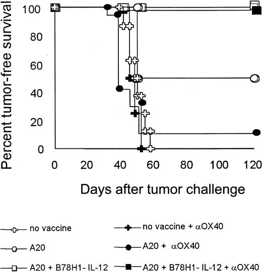 Fig. 10. Boosting T-cell response through OX40 engagement can substitute cellular vaccine in mice previously treated with autologous tumor plus IL-12–secreting bystander cells. / On days 1, 5, and 15 after tumor challenge, BALB/c mice were immunized with the indicated irradiated tumor vaccines. On day 30, mice received an additional dose of cellular vaccine (open symbols) or were injected intraperitoneally with 200 μg anti-OX40 mAb (closed symbols). As controls, nonvaccinated tumor-bearing mice were left untreated or received mAb against OX40. Mice were evaluated for tumor-free survival over a 4-month observation period. Eight mice were included in each group.