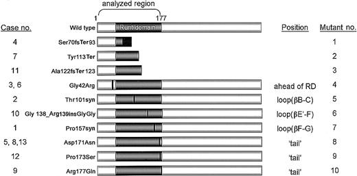 Fig. 1. Summary of the AML1 point mutations identified in this study. / Horizontal bars diagrammatically show AML1 (453 aa) including the Runt domain (50-177; shaded boxes). The numbers in the left-hand column indicate the case numbers (1-13) described in Tables 2, 3, and 4. The regions where the point mutations are mapped in the runt domain are described in the right-hand column. Mutant numbers are used in the next figures.