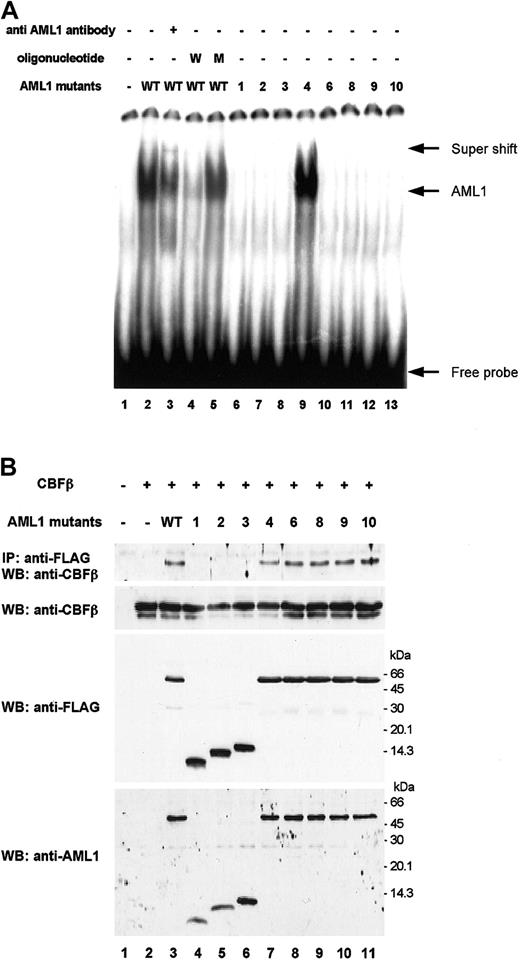 Fig. 2. Abilities of AML1 mutants to bind DNA and to heterodimerize with CBFβ. / (A) DNA binding potential of AML1 mutants analyzed by EMSA using nuclear extract from Cos-7 cells transfected with wild-type AML1 or mutated AML1 expression plasmid vectors. The oligonucleotides used as competitors were as follows: “W” containing one wild-type AML1 binding site (CGAGTATTGTGGTTAATACG); “M” containing one mutated AML1 binding site (CGAGTATTGTTAGTAATACG). (B) Heterodimerization ability of AML1 mutants with CBFβ. Cos-7 cells were cotransfected with an expression vector containing CBFβ cDNA and those containing either wild-type AML1 or mutated AML1 cDNA. Cell lysates were immunoprecipitated (IP) with anti–FLAG M2 antibody, and then proteins were detected by immunoblot analysis (WB) using anti-CBFβ antibody (top). The expression levels of CBFβ and AML1 in total cell lysates were detected by immunoblot analysis with anti-CBFβ antibody (upper middle) and anti–FLAG M2 antibody (lower middle), respectively. The AML1 expression levels also were analyzed by anti-AML1 antibody (bottom). The numbers of AML1 mutants (1-10) are shown in Figure 1.