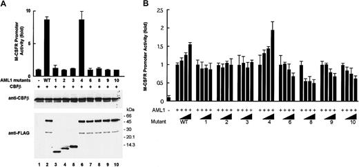 Fig. 3. Transcriptional potential of AML1 mutants. / (A) Transcriptional activities of the AML1 mutants in HeLa cells. Cells were transfected with 5 μg of pM-CSF-R-luc, 3 μg of FLAG-tagged AML1 or AML1 mutant expression vector, 1 μg of the CBFβ expression vector, and 0.25 μg of pRL-tk as an internal control to normalize luciferase activities for transfection efficiency. The levels of expression of CBFβ and AML1 were detected by Western blot analysis with anti-CBFβ antibody (middle) and anti–FLAG M2 antibody (bottom), respectively. (B) Transcriptional activities of the AML1 mutants in U937 cells. Cells were transfected with 2 μg of pM-CSF-R-luc reporter plasmid, an indicated amount of AML1 expression constructs, and 0.2 μg of pRL-tk as an internal control that normalizes luciferase activities for transfection efficiency. The expression vector containing wild-type AML1 (0.2 μg) was cotransfected with increasing doses (0, 0.1, 0.2, and 0.4 μg) of expression vectors containing various AML1 mutants. Each value represents the mean of 3 independent experiments. The error bars indicate the mean ± SD. The numbers of AML1 mutants (1-10) are shown in Figure 1.