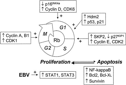 Fig. 4. Scheme of cell cycle showing main checkpoints commonly deregulated in HL tumors.