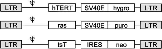 Fig. 1. Schematic representation of the retrovirus vectors used in this study. / LTR indicates long terminal repeat; ψ, packaging signal;hTERT, human telomerase catalytic subunit; SV40E, SV40 minimal early promoter; hygro, hygromycin-resistant gene;ras, H-ras; puro, puromycin-resistant gene; tsT, SV40 large T antigen; IRES, internal ribosome entry site; and neo, neo phosphotransferase gene.