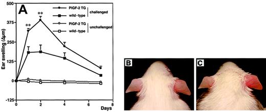 Fig. 3. Increased and prolonged ear swelling in DTH reactions elicited in PlGF-2 transgenic mice. / DTH reactions were induced in the ear skin of PlGF-2-transgenic and wild-type mice using oxazolone. (A) Ear swelling is expressed as the increase (Δ) over the original ear thickness in micrometers. PlGF-2 transgenic mice (●) showed a significantly increased ear swelling (P < .01) 24 hours after challenge as compared with wild-type mice (▪). Moreover, the ear swelling in PlGF-2 transgenic mice persisted longer than in wild-type mice. Unchallenged mice: ○, PlGF-2 transgenic mice; ■, wild-type mice. Data are expressed as means ± SEMs. **P < .01. Macroscopically visible increase of ear swelling and erythema in PlGF-2 transgenic mice (C) as compared with wild-type mice (B) at 24 hours after oxazolone challenge.