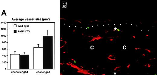 Fig. 5. Increased vascular remodeling and vascular proliferation in the inflamed skin of PlGF-2 transgenic mice. / (A) Computer-assisted morphometric analysis of CD31-stained tissue sections revealed a moderately increased average vessel size at 24 hours after oxazolone challenge in the ear skin of wild-type mice (■). In contrast, cutaneous vessels in the inflamed skin of PlGF-2 transgenic mice (▪) were significantly larger than in wild-type mice after 24 hours. (B) Double immunofluorescence staining of inflamed skin of PlGF-2 transgenic mice at 24 hours after challenge for the vascular marker CD31 (red) and the proliferation marker BrdU (green) reveals proliferation of vascular endothelial cells (*). Dotted line indicates border between epidermis and dermis; c, cartilage. Original magnification × 30.