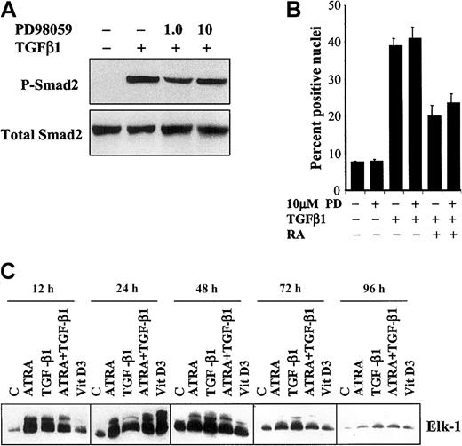 Fig. 6. The effect of inhibition of MAPK on phosphorylation and nuclear translocation of Smad2 induced by TGF-β1. / (A) Phosphorylation of Smad2 was not affected by treatment with 10 μM PD98059 for 2 hours followed by addition of 10 ng/mL TGF-β1 for an additional 24 hours. (B) There was no significant difference observed in the percentage of nuclei positive for Smad2 immunostaining (of 1000 cells counted in 5 different fields) 18 hours after treatment with 10 ng/mL TGF-β1 and 10 nM ATRA with or without the addition of 10 μM PD98059 (10 μM PD) at 2 hours prior to the other treatments (means ± SEMs, n = 3). (C) The p44/42 MAP kinase activity is activated independently of the particular pathway of differentiation. Proteins were immunoprecipitated with anti–phospho-p44/42 MAP kinase antibody as described in “Materials and methods,” and the immunoprecipitates were subjected to an in vitro kinase assay with the use of the Elk-1 fusion protein. Reaction mixtures were separated by SDS-PAGE and immunoblotted with anti–phospho–Elk-1 antibody. The data shown are representative of 3 experiments with similar results.