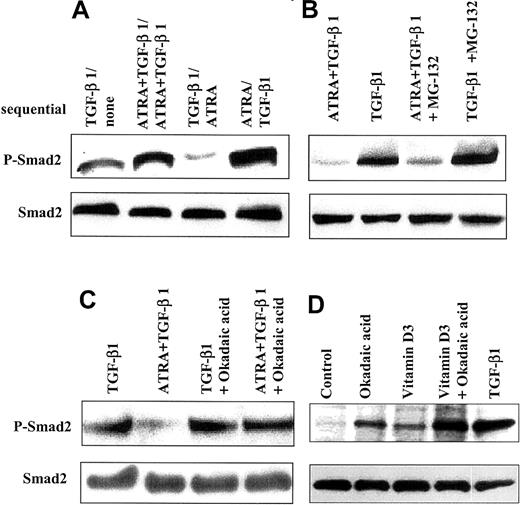 Fig. 7. Effect of ATRA on dephosphorylation of Smad2. / ATRA increases dephosphorylation of Smad2. (A) ATRA reduced the levels of phospho-Smad2 induced by TGF-β1 in HL-60 cells. HL-60 cells treated sequentially showed a lower level of phospho-Smad2 when cells were incubated with 10 ng/mL TGF-β1 for 48 hours, washed, and then treated with 10 nM ATRA for 24 hours, as compared with cells similarly pretreated with 10 ng/mL TGF-β1, washed, and treated with control medium. (B-D) Cells were changed to 0.2% serum, and okadaic acid or MG-132 was added. After 3 hours, cells were washed 3 times with medium containing 5% serum and incubated for an additional 24 hours with addition of TGF-β, Vit D3, ATRA, or TGF-β plus ATRA, in the absence of the inhibitors. Lysates were analyzed by immunoblotting with an antibody specific to C–terminally phosphorylated Smad2. (B) The proteasome inhibitor MG-132 (50 μM) did not have specific effects on cells treated with ATRA. (C) Treatment with okadaic acid (100 nM) blocks the ability of ATRA (10 nM) to decrease levels of phospho-Smad2 induced by TGF-β1 (10 ng/mL). (D) Treatment with okadaic acid (100 nM) alone enhances detection of phospho-Smad2, in addition to its ability to augment levels induced by Vit D3.