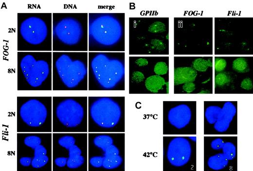 Fig. 1. RNA- and DNA-FISH analysis of polyploid megakaryocytes. / Cells were cultured for 6 days and hybridized to different specific genomic probes. (A) Simultaneous RNA- and DNA-FISH analysis of polyploid megakaryocytes using FOG-1 and Fli-1 probes. RNA-FISH was performed using digoxigenin-labeled FOG-1 or Fli-1 probes revealed by an anti–digoxigenin FITC antibody (green) as described in “Materials and methods.” After image analysis, the cover slides were removed, the cells were washed in 4× SSC/0.1%Tween-20, and incubated in the presence of 0.1 mg/mL RNAse A for 30 minutes at 37°C. DNA-FISH was then performed after denaturation of cells in 70% formamide/2× SSC (3 minutes at 75°C) using the same digoxigenin-labeled FOG-1 or Fli-1 probes revealed by anti–digoxigenin TRITC antibody (red). Nuclear DNA was counterstained with DAPI (blue). The ploidy level determined from the number of red spots is indicated as 2N or 8N. Merging of the pictures obtained by RNA-FISH and DNA-FISH (merge) produced yellow spots, demonstrating the accumulation of nuclear FOG-1 or Fli-1 RNAs at the location of the corresponding gene. Note that most of the RNA and DNA spots superimpose in the case of the FOG-1, whereas the majority of RNA and DNA spots for Fli-1 were disposed side by side. (B) Effect of RNAse A or actinomycin D treatment on the signals obtained in RNA-FISH experiments. RNA-FISH experiments were performed with probes corresponding to the indicated genes. (i) The slides were treated (lower panel) or not (upper panel) with 0.1 mg/mL RNAse A for 30 minutes before hybridization. Absence of signals after RNAse treatment confirmed that the signals observed after hybridization without RNAse treatment correspond to RNA hybridization. (ii) The cells were incubated for 90 minutes in the absence (upper panels) or in the presence (lower panels) of 5 μg/mL actinomycin D (ActD) before being processed for RNA-FISH analysis. (C) Hsp70 RNAs detection. Megakaryocytes were heat-shock–treated by immersion for 30 minutes in a waterbath at 42°C or not treated (37°C). The number of transcription sites detected is indicated. Original magnifications × 60.