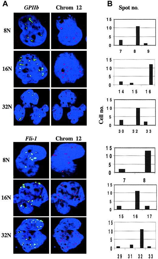 Fig. 2. Analysis of. / GPIIb or Fli-1 gene nuclear RNA accumulation and of ploidy level in polyploid megakaryocytes using confocal microscopy. Megakaryocytes were cultured for 8 days and double RNA- and DNA-FISH experiments were performed as in Figure 1A using a GPIIb or a Fli-1 probe (green) and a centromeric probe (red) staining chromosome 12 (Oncor, Gaithersburg, MD). Nuclear DNA was counterstained with DAPI (blue). The ploidy level determined from the number of red spots is indicated as 8N, 16N, or 32N. (A) Representative cells for each ploidy class. Original magnification × 63. (B) Spots corresponding to GPIIb or Fli-1 transcription sites were counted in 15 cells for each ploidy class using a confocal microscope. There were 3 laser excitation wavelengths used: 360 nm, 488 nm, and 543 nm, for DAPI, FITC, and TRITC, respectively. Serial optical sections of 2.5 μm (images collected at 0.25-μm intervals) in the z-axis of the cell were collected sequentially for each marker and overlaid to obtain a 2-dimensional reconstruction. Note that in megakaryocytes with a high ploidy level the spots were counted separately in serial optical sections through the cell. After superposition, 2 or 3 spots could yield a single strong signal. This approach allows a precise counting of the spots.