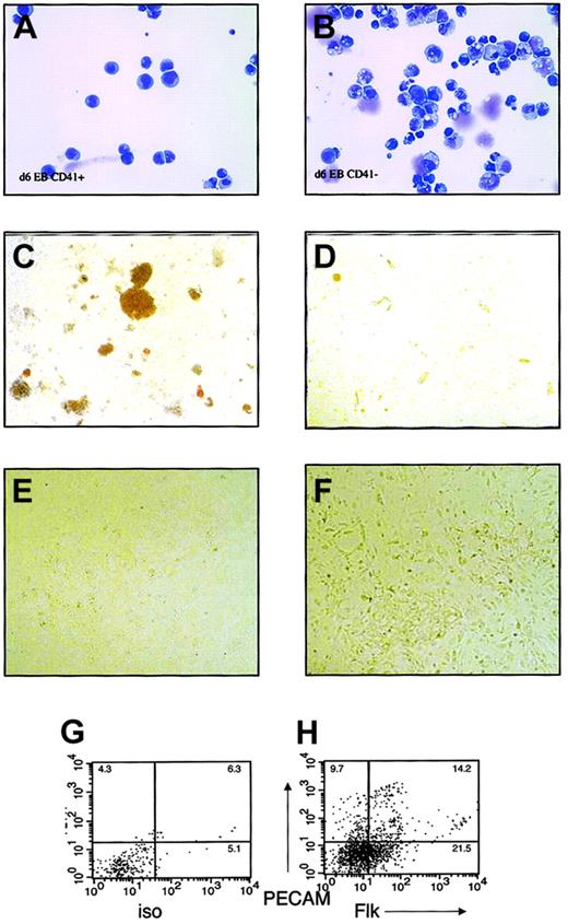 Fig. 3. Hematopoietic and endothelial potential of CD41+ and CD41− fractions in embryoid bodies. / Embryoid bodies were differentiated for 6 to 7 days, separated into single-cell suspension, and sorted based on surface expression of CD41. FACS-sorted cells were subjected to May-Grünwald-Giemsa staining and culture in hematopoietic or endothelial cell growth conditions. (A) May-Grünwald-Giemsa staining of CD41+ cells. (B) May-Grünwald-Giemsa staining of CD41− cells. (C) Methylcellulose colony assay of CD41+ cells. (D) Methylcellulose colony assay of CD41− cells. (E) Endothelial cell culture of CD41+ cells. (F) Endothelial cell culture of CD41− cells. (G) Isotype control and (H) Flk/PECAM staining of endothelial cell cultures from CD41− cells. Original magnifications A-B, × 400; C-D, × 40; E-F, × 100.