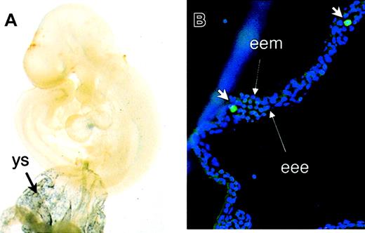 Fig. 4. Expression of CD41 during mouse embryonic development. / (A) E9.5 yolk sac (ys) and embryos were subjected to wholemount staining with anti-CD41 antibody. Abundant expression of CD41 was detected in yolk sac blood islands. (B) Staining with FITC-conjugated anti-CD41 antibody (short arrows) demonstrates the presence of individual CD41+ hematopoietic cells inside the blood islands. Long arrows point to extraembryonic endoderm (eee) and extraembryonic mesoderm (eem). Original magnifications A, × 40; B, × 200.