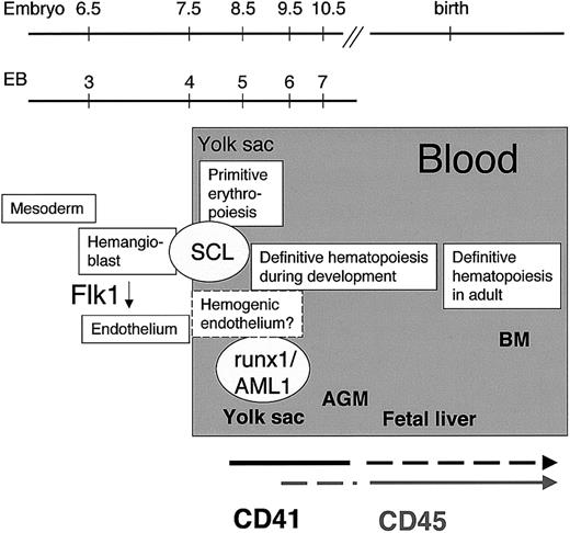 Fig. 7. Initiation of hematopoiesis in the mouse embryo. / CD41, a candidate target gene of SCL, marks the initiation of definitive hematopoiesis during embryoid body development in vitro and in the yolk sac in vivo. Expression of the panhematopoietic marker CD45 appears later in a subpopulation of hematopoietic progenitors in the yolk sac. By the fetal liver stage, the expression of CD41 is down-regulated, whereas CD45 is expressed in all definitive hematopoietic progenitors.