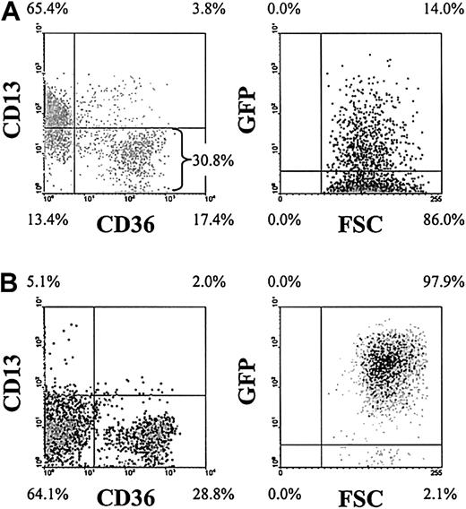 Fig. 1. Purification and analysis of AML1-ETO–transduced erythroid progenitors. / Representative density plots (dark shading indicates highest density) show the immunophenotypic status of AML1-ETO–transduced cultures. (A) Following retroviral transduction (day 3). (B) Immunophenotype on day 6 following enrichment of GFP+CD13− cells. Data in the right panels exclude myeloid (CD13+) cells. Quadrants delimit background fluorescence of control-stained/mock-transduced cells. Similar data were generated from control cultures expressing GFP alone (not shown). FSC indicates forward scatter. Note that the intensity of GFP expression increased in cells expressing AML1-ETO over days 3 to 6.