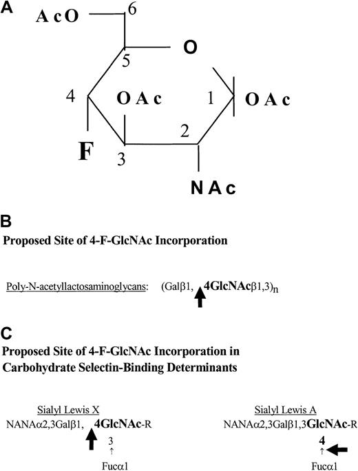 Fig. 1. Structure of 4-F-GlcNAc and potential sites of its incorporation. / (A) Structure of 2-acetamido-1,3,6-tri-O-acetyl-4-fluoro-D-glucopyranose (4-F-GlcNAc). The carbons on the pyranose ring are indicated numerically, starting with the anomeric carbon 1, which forms a glycosidic bond with the acceptor sugar in a β (up) or α (down) position. (B-C) Potential sites of 4-F-GlcNAc incorporation into poly-N-acetyllactosamine chains and into carbohydrate selectin-binding determinants. The large black arrows indicate the potential points of blockage or chain termination. Symbols: fucose (Fuc), galactose (Gal), N-acetylneuraminic acid (NANA), andN-acetylglucosamine (GlcNAc).