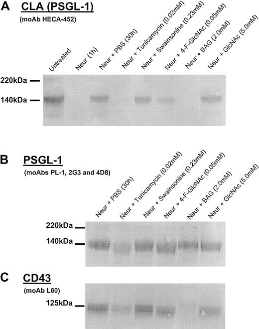 Fig. 2. Western blot analysis of CLA, PSGL-1, and CD43 isolated from human CLA+ T cells treated with glycosylation inhibitors. / Cell lysates were prepared from human CLA+ T-cell cultures treated with neuraminidase (Neur.) and then grown in the presence of diluent control (PBS), tunicamycin (0.02 mM), swainsonine (0.23 mM), 4-F-GlcNAc (0.05 mM), BAG (2.0 mM), or GlcNAc (5.0 mM, negative control) for 30 hours. Lysates (25 μg per lane) were resolved on 6% reducing SDS-PAGE gels and blotted onto PVDF membrane. Blots were then probed with either antihuman CLA moAb HECA-452 (1 μg/mL; panel A); antihuman PSGL-1 moAbs PL-1, 2G3, and 4D8 (1 μg/mL each; panel B); or antihuman CD43 moAb L60 (1 μg/mL; panel C) and were developed in Western Blue stain. In panel A, note the disappearance of HECA-452–reactive PSGL-1 (CLA) after neuraminidase treatment and after recovery in tunicamycin, 4-F-GlcNAc, and BAG. In panel B, note the marked reduction of PSGL-1 polypeptide in cells recovered in tunicamycin. Also, in panel C, note the reduction inO-glycan–dependent L60 epitopes on CD43 from cells recovered in tunicamycin and BAG with no effect by complexN-glycan inhibitor swainsonine.