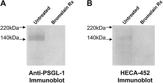 Fig. 5. Expression of HECA-452 epitopes and PSGL-1 after bromelain treatment. / To remove HECA-452 epitopes displayed by PSGL-1 and disrupt the selectin-binding function of CLA, human CLA+ and CLAlow T cells were treated with 0.1% bromelain and then examined for HECA-452 and PSGL-1 polypeptide expression. In panels A and B, membrane proteins were prepared from human CLA+T-cell cultures treated with bromelain in parallel with flow cytometry experiments. Membrane proteins (10 μg per lane) were resolved on 6% reducing SDS-PAGE gels and blotted onto PVDF membrane. Western blotting with anti–PSGL-1 moAbs PL-1, 2G3, 4F9, and 4D8 (2 μg/mL each) or moAb HECA-452 (1.0 μg/mL) revealed that HECA-452 epitopes (panel A, lane 2) and PSGL-1 polypeptide (panel B, lane 2) were absent after bromelain treatment.