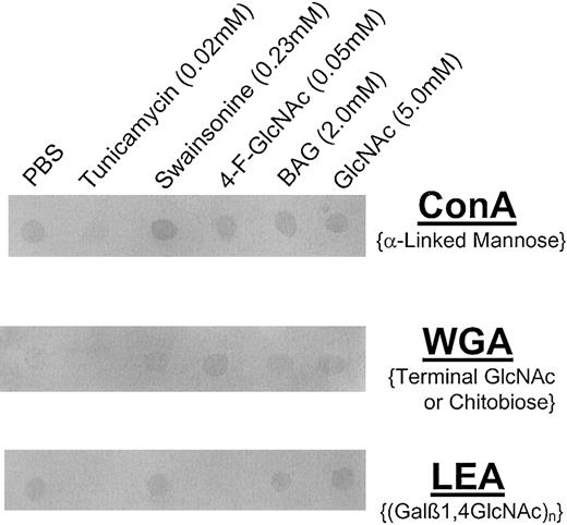Fig. 8. Lectin blot analysis of glycoconjugates isolated from human CLA+ T cells treated with glycosylation inhibitors. / Cell lysates were prepared from human CLA+ T-cell cultures treated with diluent control (PBS), tunicamycin (0.02 mM), swainsonine (0.23 mM), 4-F-GlcNAc (0.05 mM), BAG (2.0 mM), or GlcNAc (5.0 mM, negative control) for 30 hours. Lysates (25 μg per spot) were spotted onto permeabilized PVDF membrane, blocked in FBS for 1 hour at RT, and blotted with AP-conjugated ConA (2.0 μg/mL PBS), WGA (0.5 μg/mL PBS), or LEA (1.0 μg/mL PBS). Blots were then washed 3 × with PBS/0.1% Tween-20 and developed with Western Blue stain. Please note the reduction in ConA, WGA, and LEA staining intensity of lysates from tunicamycin-treated cells; LEA staining was also diminished, yet WGA staining was increased in lysates from 4-F-GlcNAc–treated cells. ConA staining of lysates from swainsonine-treated cells was slightly increased.