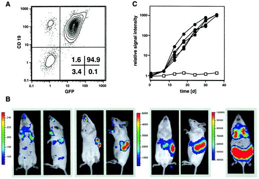 Fig. 1. In vivo imaging of BCL1 lymphoma. / (A) BCL1 lymphoma cells were transduced with the pGC-gfp/luc fusion construct, sorted for GFP, and injected intravenously into syngeneic BALB/c mice. GFP+cells were passaged 4 times through BALB/c animals and finally through SCID mice to avoid lymphocyte contamination at time of cryoconservation. The final BCL1-gfp/luccells are CD19+ and show a homogeneous GFP expression. (B) 7 × 103 BCL1-gfp/luccells were injected intravenously into syngeneic BALB/c mice. Three hours after injection (day 0) a bioluminescent signal (ventral and lateral views) was detectable from the lungs (first 2 images), and after 4 to 5 days tumor engraftment in liver and spleen could be visualized (second 2 images). Tumor growth leading to massive hepato-splenomegaly could be followed over the next 5 weeks (third set of images), and an infiltration of lungs and lymph nodes was observed in final disease stages (5 weeks; final image). The scale to the left of the images describes the color map for the photon count. (C) Quantification of tumor growth by measuring light emission from BALB/c mice after intravenous injection of 2 × 103BCL1-gfp/luc cells (●, n = 5) compared with a disease-free control animal (■).