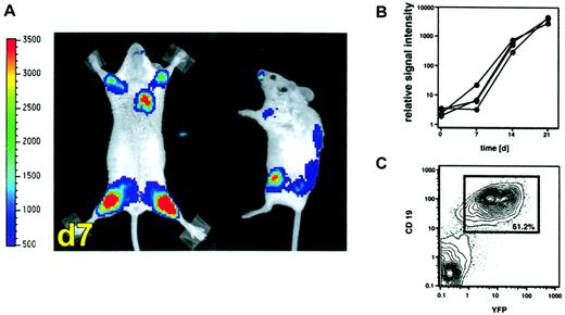 Fig. 2. Visualization of leukemic bone marrow infiltration by BLI. / (A) Leukemic infiltration of the BM of sublethally irradiated BALB/c mice as revealed by whole body BLI one week after intravenous injection of 2 × 104 A20-luc/yfp cells into sublethally irradiated BALB/c mice (4 Gy). The scale to the left of the images describes the color map for the photon count. (B) Tumor expansion as quantified by measuring the photon counts of individual animals (n = 4) emitted at the time points indicated. (C) FACS analysis of BM cells from the femur 21 days after tumor inoculation revealed that 61% of the BM cells were CD19+, YFP+ tumor cells.