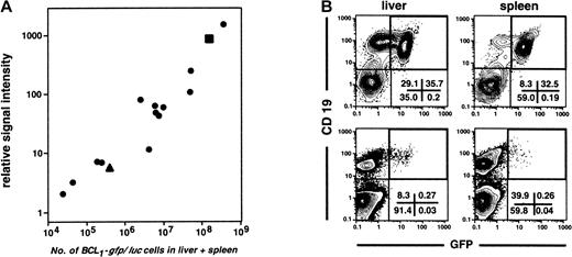 Fig. 3. Correlation of bioluminescent signal intensity with tumor burden. / (A) Linear correlation (r = 0.989) between bioluminescent signal intensity determined in vivo and tumor burden as determined by FACS analysis of isolated cells from the liver and spleen of tumor-bearing animals (n = 15) 1 to 4 weeks after intravenous injection of 2 × 103 BCL1-gfp/luccells. (B) FACS plots represent analyses of the hematopoietic cell fraction (CD45+) of liver and spleen from an animal with high (▪ in panel A, top row) and one with low tumor load (▴ in panel A, lower row). Numbers represent the percentage of cells within quadrants.