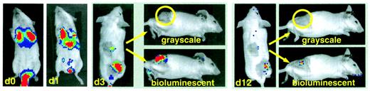Fig. 6. Trafficking of CIK cells. / BALB/c splenocytes were retrovirally transduced with the pGC-gfp/luc vector, FACS sorted, and expanded under CIK culture conditions as described in “Material and methods.” Transduced CIK cells were injected intravenously into syngeneic animals bearing a macroscopically visible A20-lymphoma subcutaneously (n = 6 in 2 separate experiments). Shown in the figure is the repetitive imaging of one representative animal. Day 0: early localization of CIK cells to the lungs; day 1: distribution to other sites, including liver and spleen; day 3: preferential infiltration of subcutaneous tumor site (shaved area, lower right quadrant, and shaved control area in the middle of the back of the animal); day 12: regression of tumor and minimal signal from remaining CIK cells. For days 3 and 12, tangential photographs (grayscale) are shown for a better tumor localization and the bioluminescent overlay (bioluminescence) for CIK cell localization.