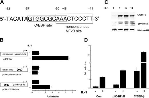 Fig. 3. C/EBP-β and p50-NFκB mediate the induction of the CRP promoter by IL-1. / (A) The fragment of the human CRP core promoter containing the overlapping REs for C/EBP-β and p50-NFκB. (B) HuH7 cells were transfected with the wild-type human CRP promoter construct pCRP-luc and the mutated constructs pCRPΔp50NF-κB-luc and pCRPΔC/EBP-β-luc, as indicated, and subsequently were stimulated with IL-1. (C) Dose-dependent 18-hour stimulation of HuH7 cells with IL-1, as indicated, and Western blot analysis of p50-NFκB and C/EBP-β in nuclear extracts. Levels of histone H1 are shown for confirmation of equal loading. (D) HuH7 cells were transfected with pCRP-luc in the presence of p50-NFκB and C/EBP-β expression vectors or control vector (Con) and were stimulated with 10 ng/mL IL-1 for 18 hours. Luciferase activities represent means ± SDs of several (3 or more) transfection experiments.